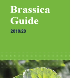 Brassica Guide