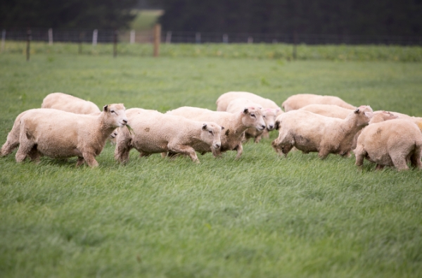 Lambs grazing Base tetraploid perennial ryegrass