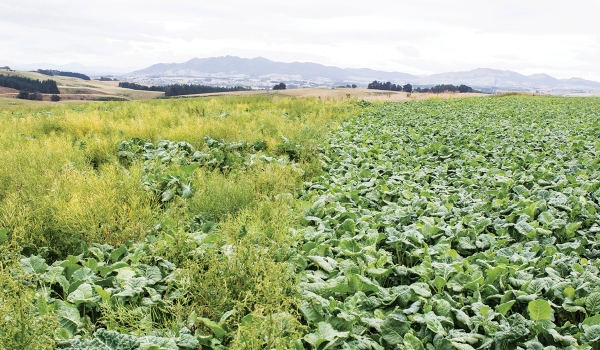 Difference in weed infestation between conventional kale crop (left) and Cleancrop™ Firefly kale.