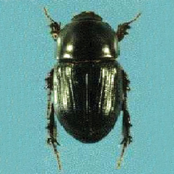 Black Beetle adult