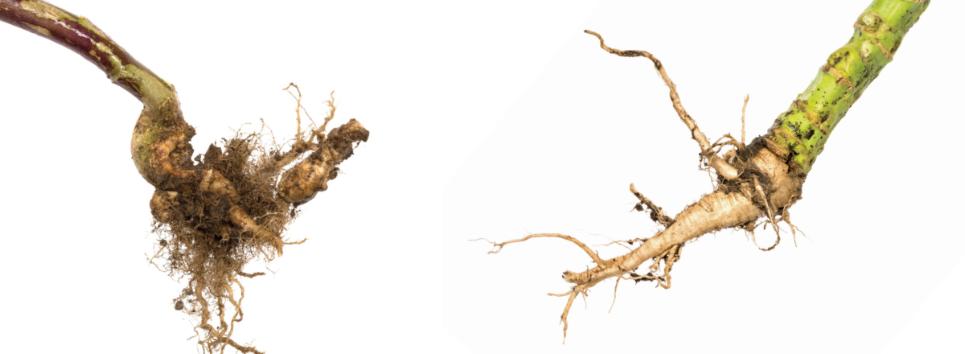 Clubroot tolerance