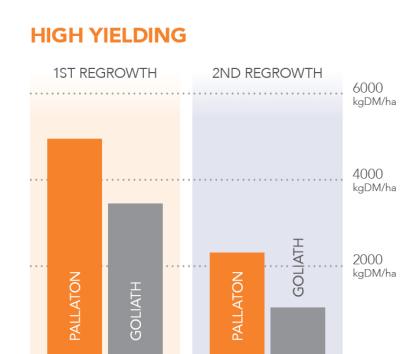 Raphno high yielding