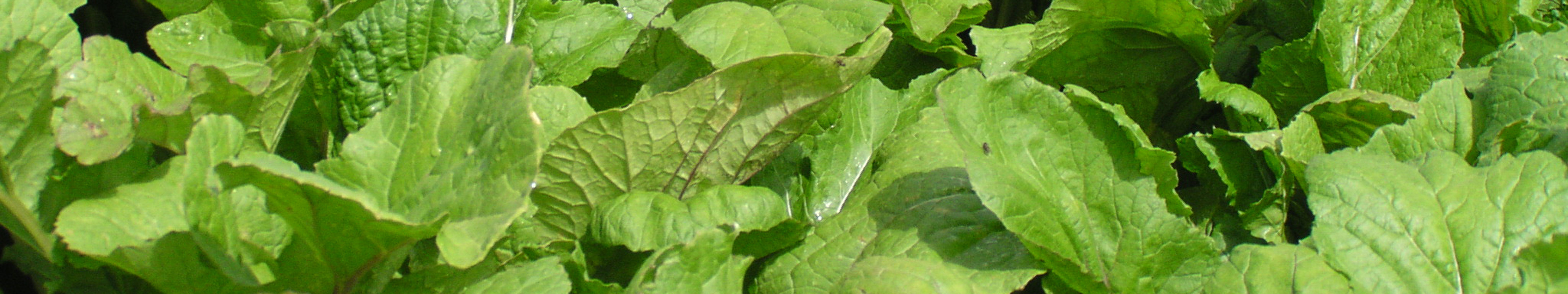 Barkant Turnip PGG Wrightson Seeds PGG Wrightson Seeds